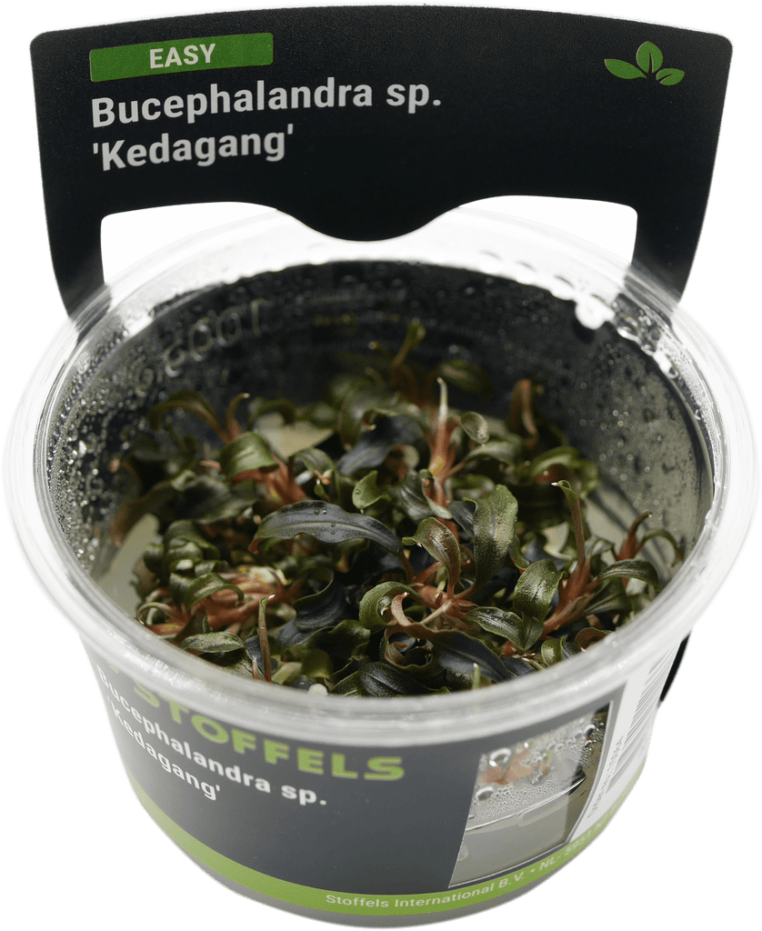 Stoffels Bucephalandra 'Kedagang' In-vitro