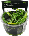 Stoffels Cryptocoryne crispatula In-vitro