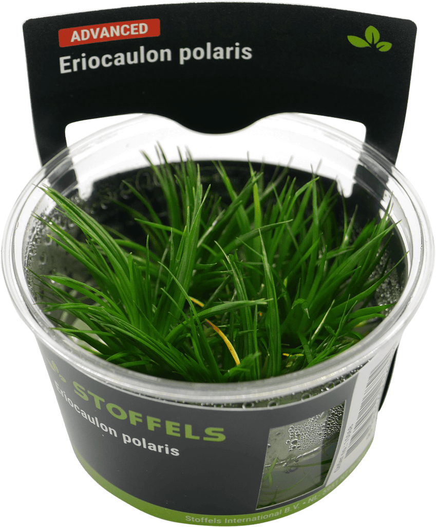 Stoffels Eriocaulon polaris In-vitro