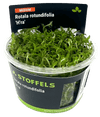 Stoffels Rotala rotundifolia 'H'ra' In-vitro