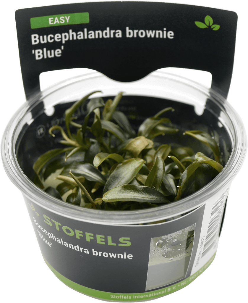 Stoffels Bucephalandra brownie 'Blue' In-vitro