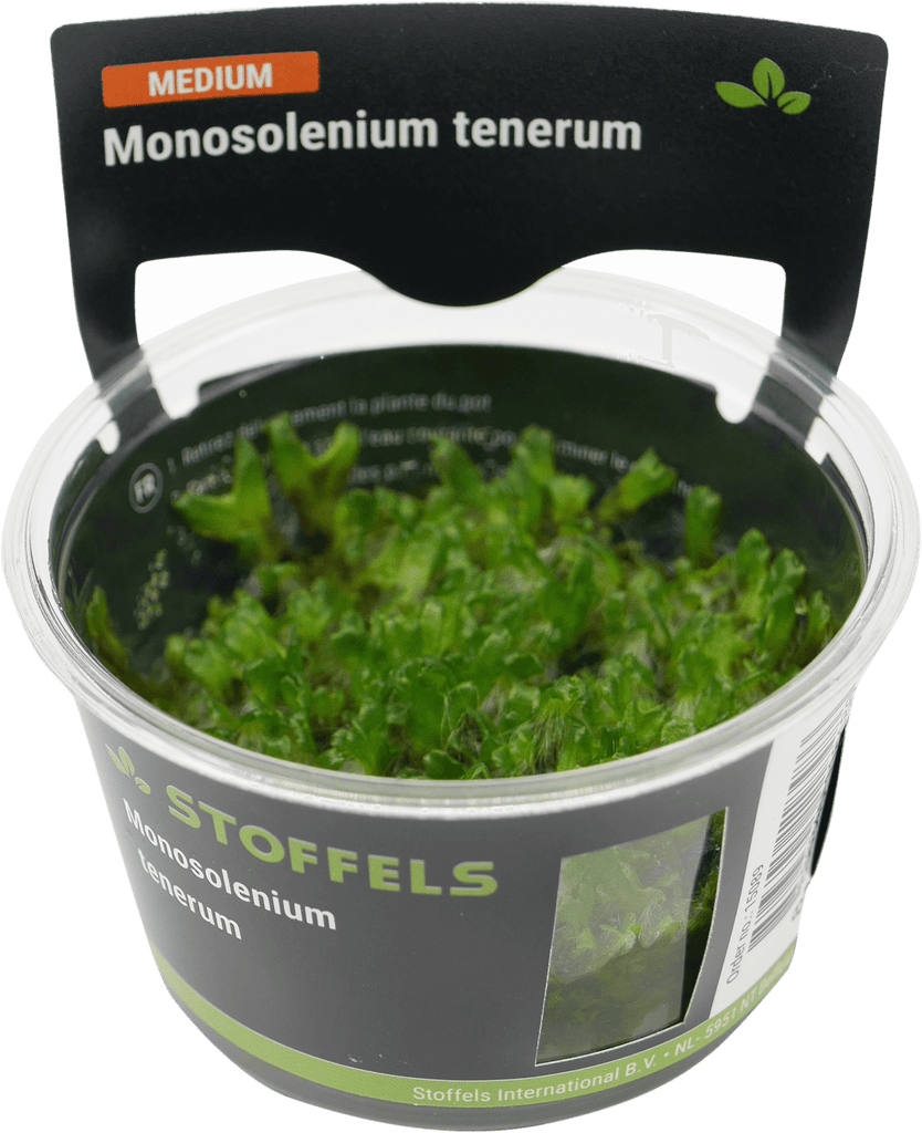 Stoffels Monosolenium tenerum in-vitro