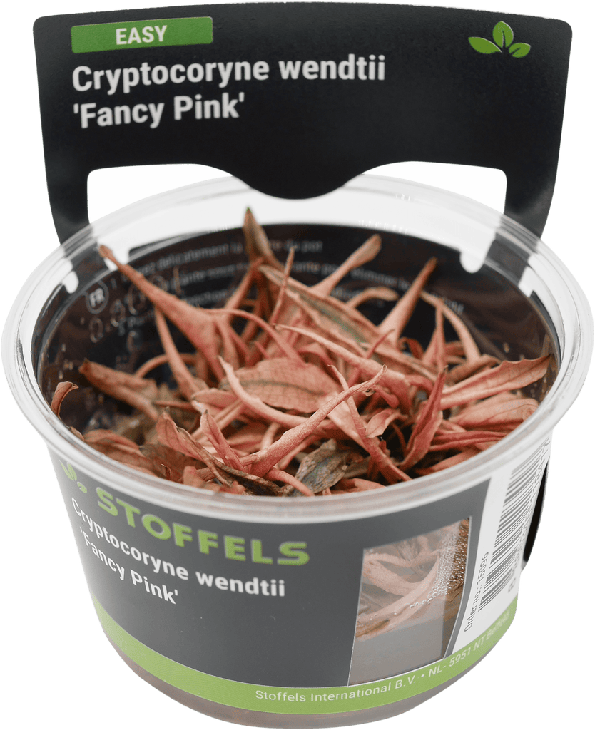 Stoffels Cryptocoryne wendtii 'Fancy Pink' in-vitro