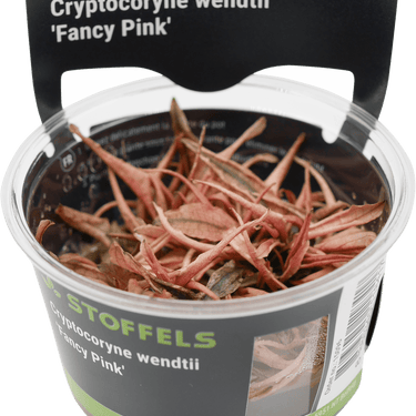 Stoffels Cryptocoryne wendtii 'Fancy Pink' in-vitro