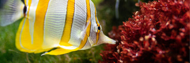 Aquaristikbedarf & Aquaristikzubehör online kaufen - Mein-Tiershop.de