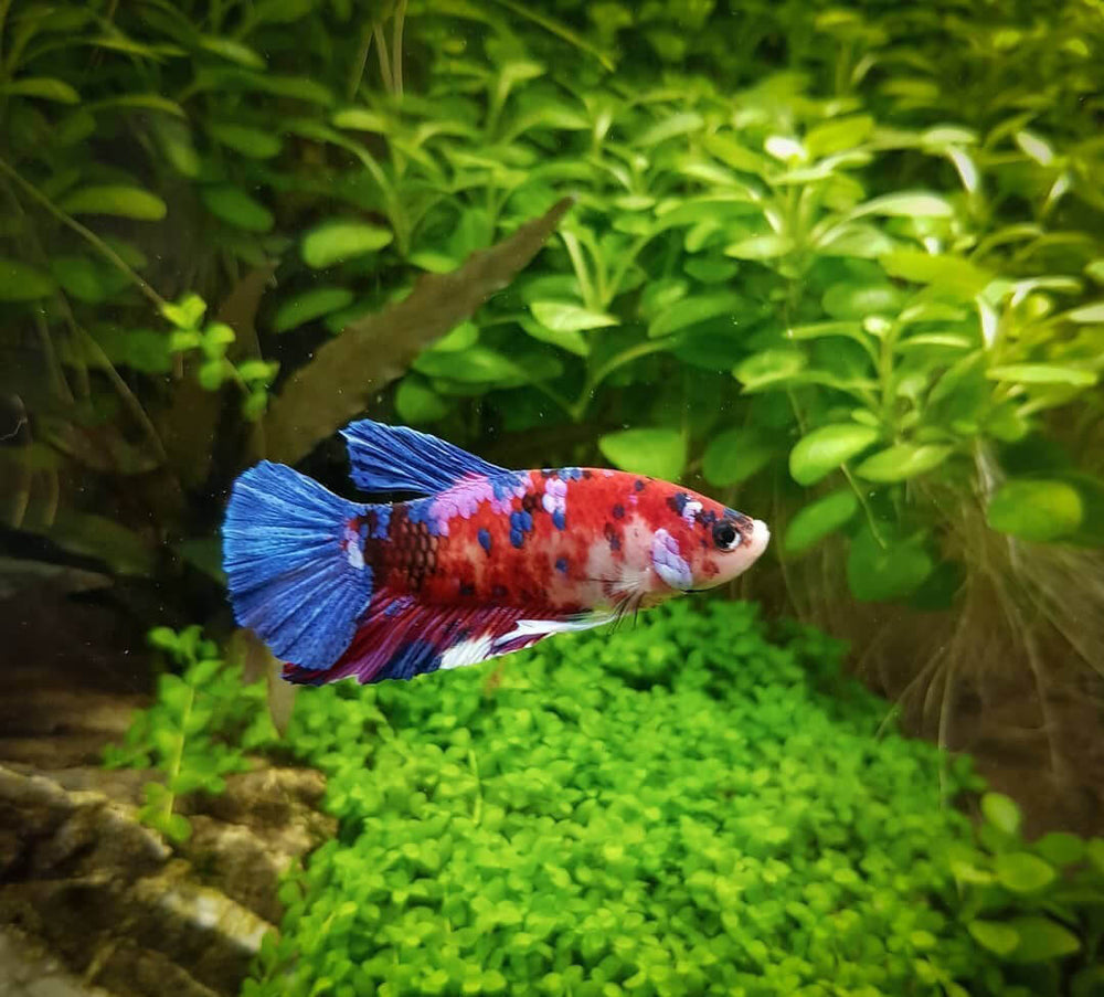 Fisch schwimmt im Aquarium
