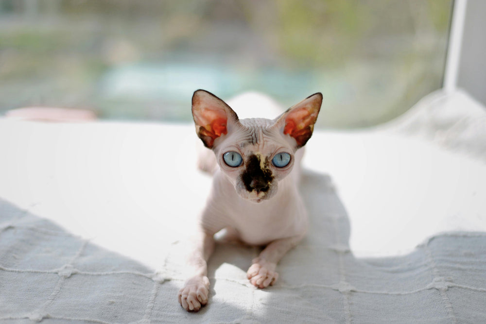 Sphynx-Katze