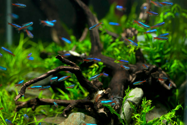 Gruppe von Neonsalmler im Aquarium