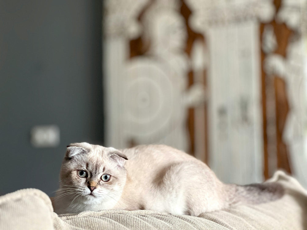 Scottish Fold