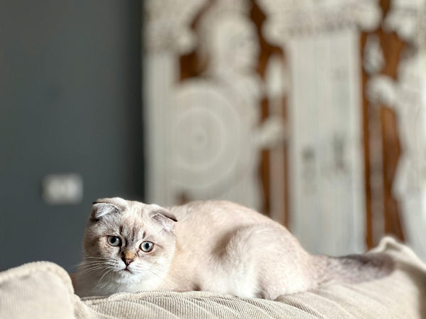Scottish Fold