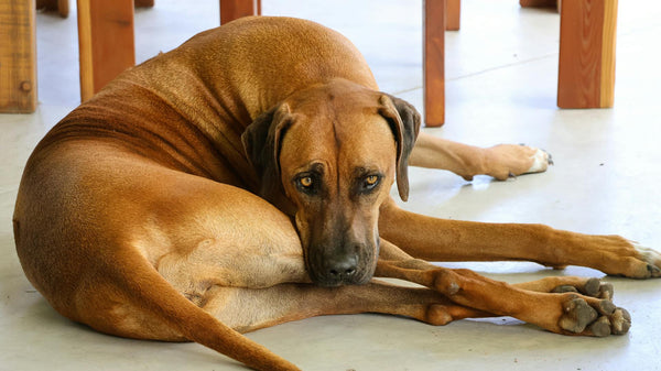 Ein Rhodesian Ridgeback ruht sich bequem in Innenräumen aus und fängt einen ruhigen Moment ein.