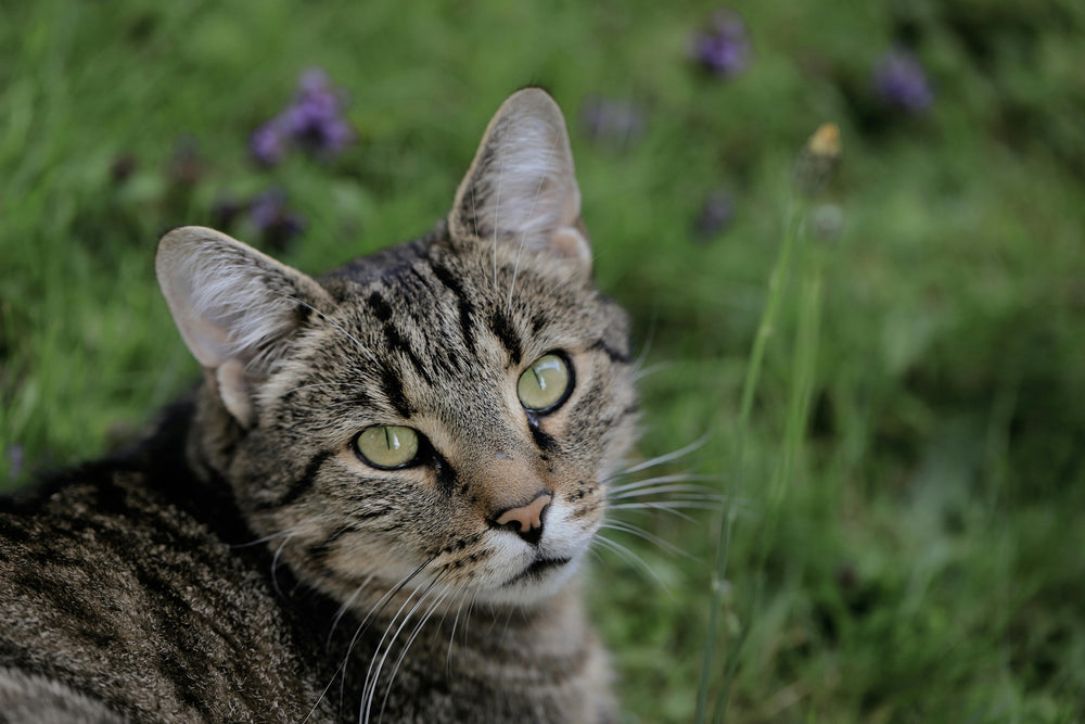 Europäische Kurzhaar Katze (EKH) auf einer Wiese