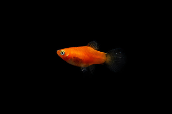 Platy im Wasser
