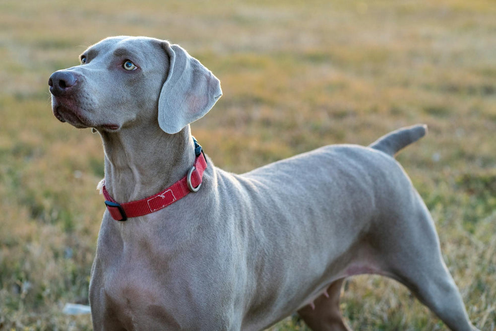 Nahaufnahme eines Weimaraner-Hundes, der auf einem grasbewachsenen Feld wachsam steht und seine Eleganz und seinen Fokus zeigt.