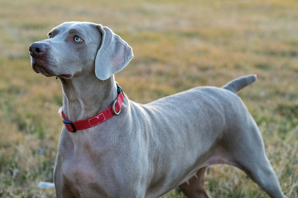 Nahaufnahme eines Weimaraner-Hundes, der auf einem grasbewachsenen Feld wachsam steht und seine Eleganz und seinen Fokus zeigt.