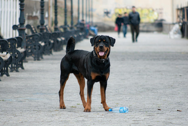 Ein Rottweiler steht selbstbewusst auf einem Stadtbürgersteig.