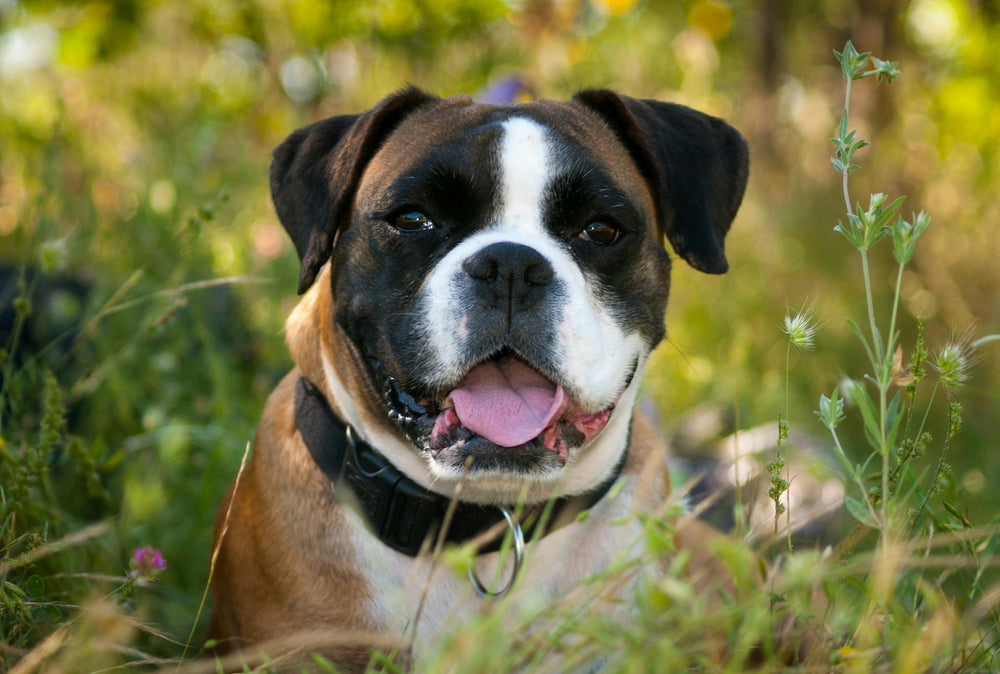 Boxerhund mit Halsband, der glücklich inmitten üppiger grüner Vegetation keuchte.