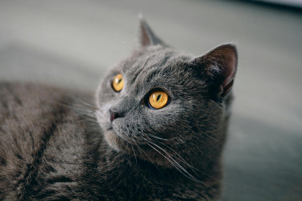 Britisch Kurzhaar Katze auf Sofa
