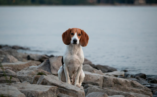 Dreifarbiger Beagle sitzt am felsigen Seeufer.