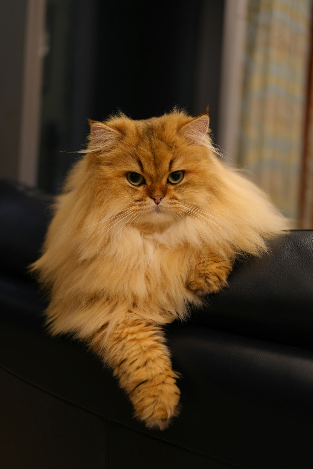 Perserkatze