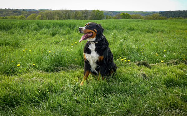 Ein Berner Sennenhund sitzt an einem sonnigen Tag zufrieden auf einer üppig grünen Wiese.