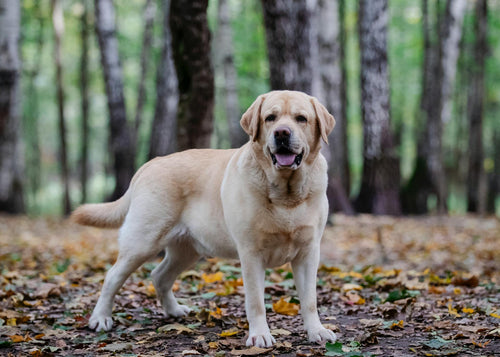 Labrador im Wald