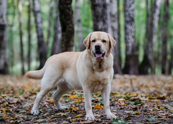 Labrador im Wald