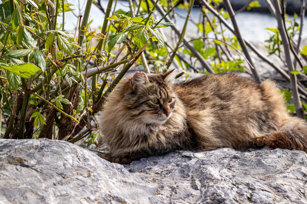 Norwegische Waldkatze