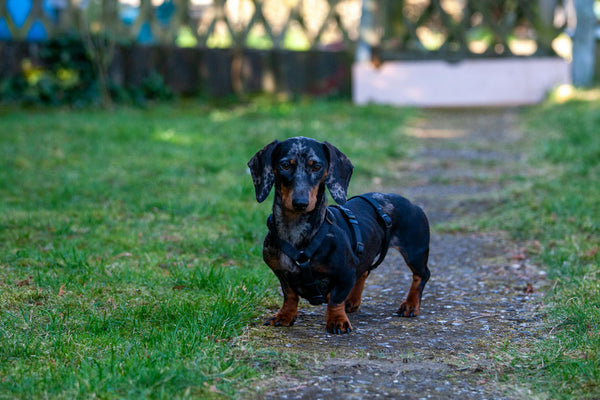 Dackel auf einer Wiese