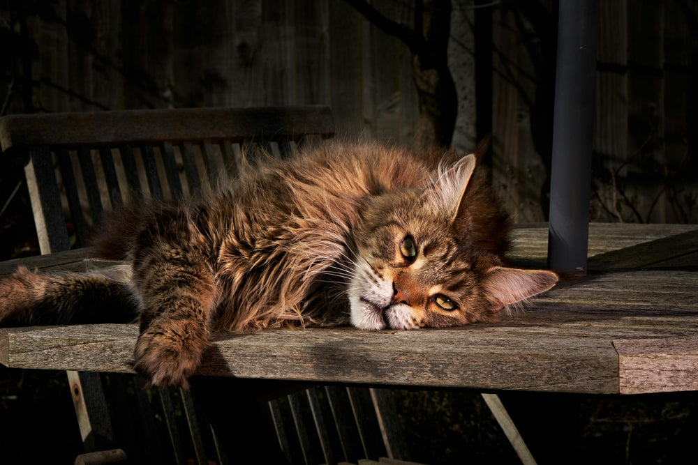 Maine Coon