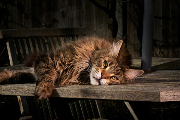 Maine Coon
