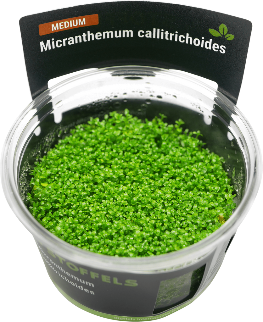 Micranthemum callitrichoides in-vitro